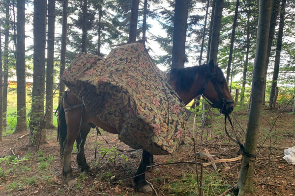 Контрабандисти на Буковині залишили коня із цигарками у лісі, а самі втекли під постріли прикордонників (ФОТО, ВІДЕО)