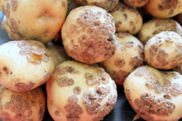 У сусідній з Буковиною області запровадили карантин через хворобу картоплі