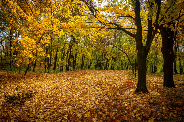 Осінній колорит Жовтневого парку у Чернівцях закарбував місцевий фотограф Тарас Піц (ФОТО)
