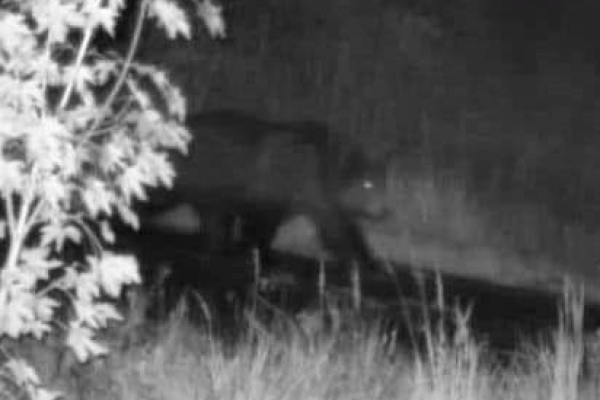 Прикордонники зустріли вночі ведмедя поблизу Румунії: порушникам радять не гуляти лісами (ФОТО)
