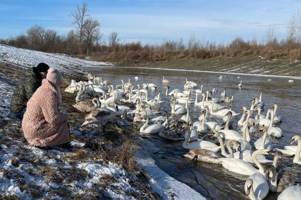Сотня лебедів-шипунів повернулася на зимівлю до озера у громаді на Буковині (ФОТО)