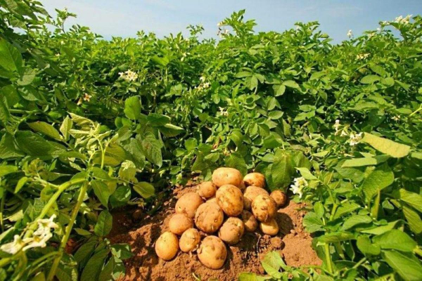 Мільйони гривень виділять на розвиток виробництва та переробки картоплі у Чернівецькій області