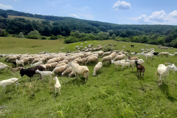 Буковинець вирощує у селі овець асканійської м'ясо-вовнової породи (ФОТО)