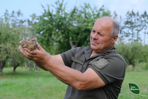 У дику природу на Буковині випустять понад 300 фазанів (ФОТО)