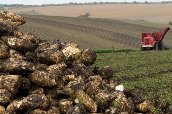 Чернівецька область лідирує за показниками урожайності цукрового буряка і гречки