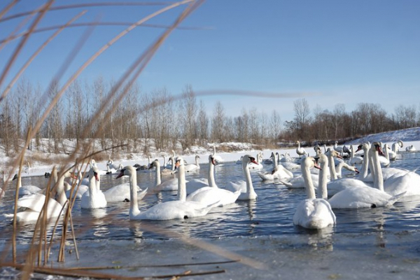 На озері у громаді Чернівецької області зимує сотня лебедів-шипунів