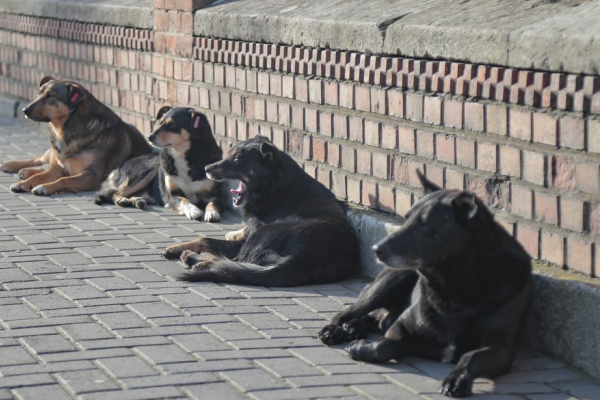 Впродовж трьох днів у Чернівцях будуть відловлювати безпритульних собак