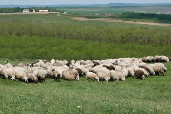 Фермери Буковини отримають дотацію на утримання корів, кіз та овець