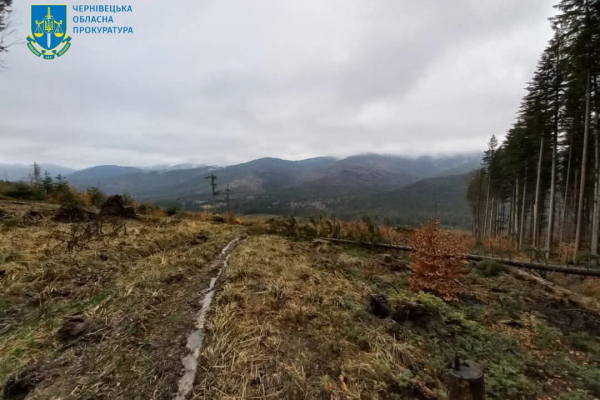 На Буковині судитимуть майстра лісу за службову недбалість на понад 1,8 мільйони гривень